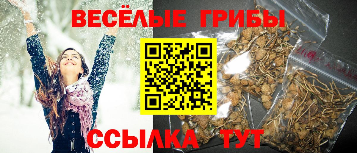 Киселёвск  Галлюциногенные грибы Psilocybine cubensis  Вход с VPN  Псилоцибиновые грибы прущие грибы 